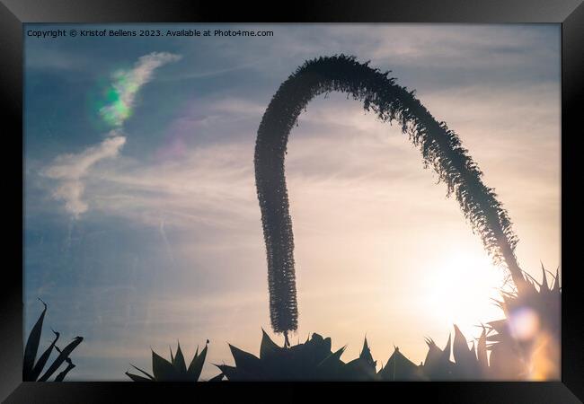 Artistic silhouette impression of a foxtail agave during sunset Framed Print by Kristof Bellens