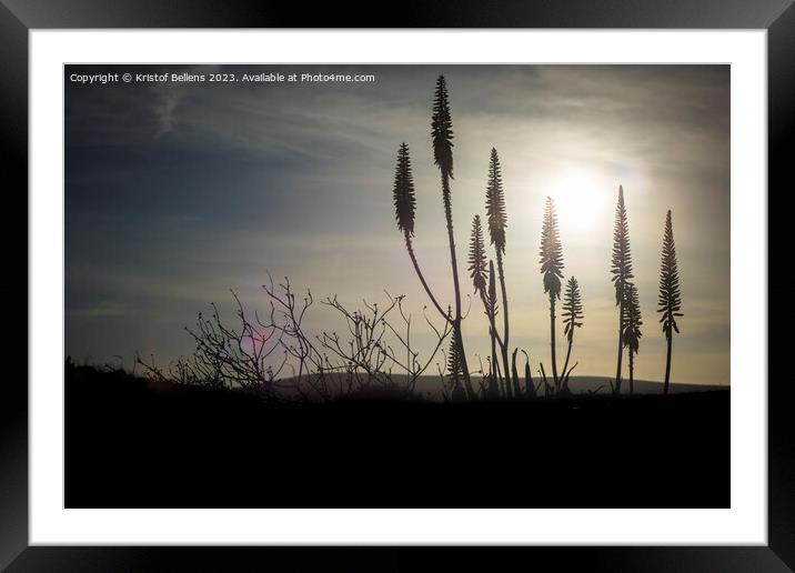 Cinamatic shot of flowering agave plant during sunset displaying tranquility. Framed Mounted Print by Kristof Bellens