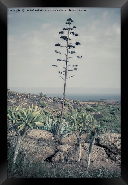 Vertical and cinematic view on Lanzarote natural landscape with Agave stem Framed Print by Kristof Bellens
