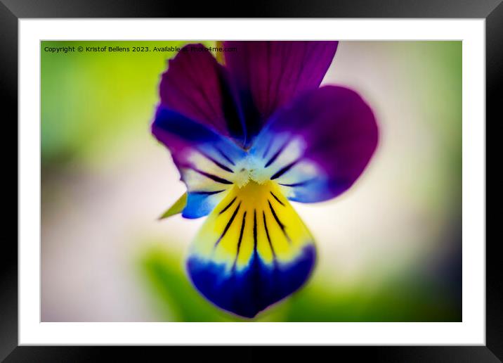 Macro shot of violet flower head. Framed Mounted Print by Kristof Bellens