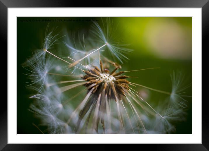 Closeup macro shot of dandelion seed head with selective focus Framed Mounted Print by Kristof Bellens