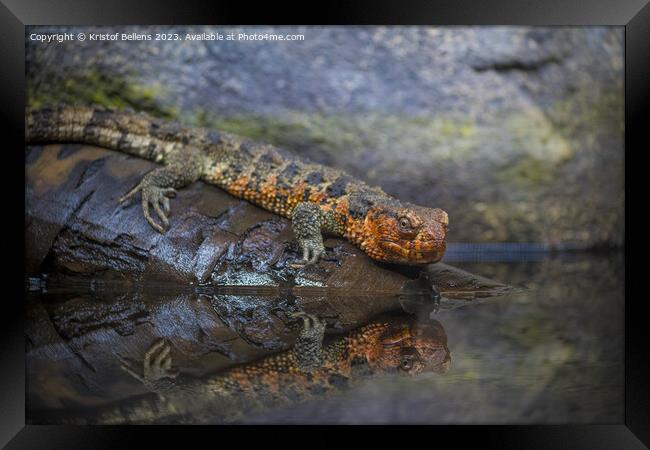 Close-up shot of Chinese crocodile lizard near water Framed Print by Kristof Bellens