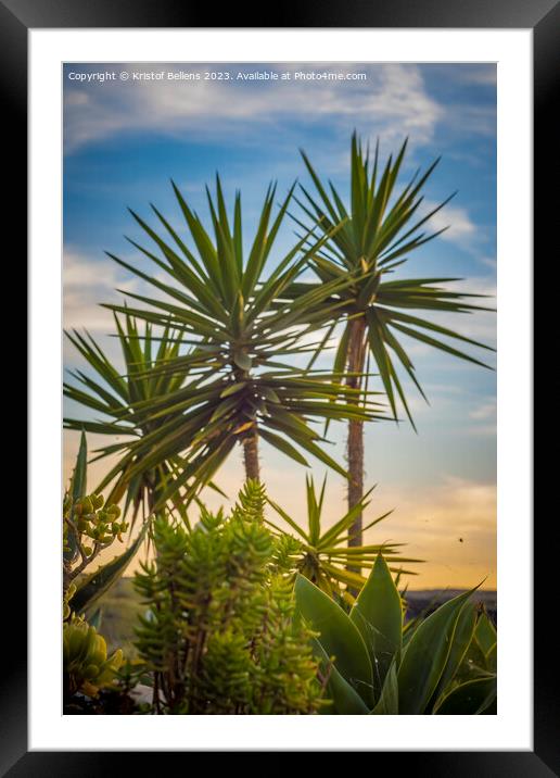 Vertical shot of tropical palm trees and plants during sunset in Lanzarote Framed Mounted Print by Kristof Bellens