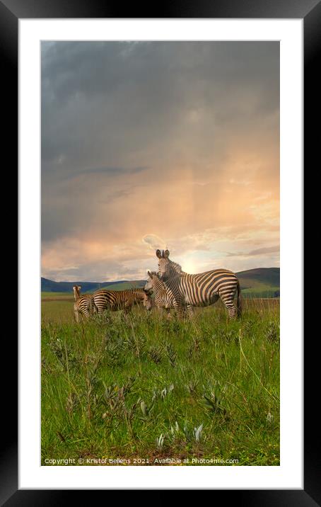 Herd of zebra's standing in the plains and savanna Framed Mounted Print by Kristof Bellens