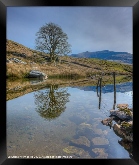 The Reflective Trees Framed Print by jim cooke