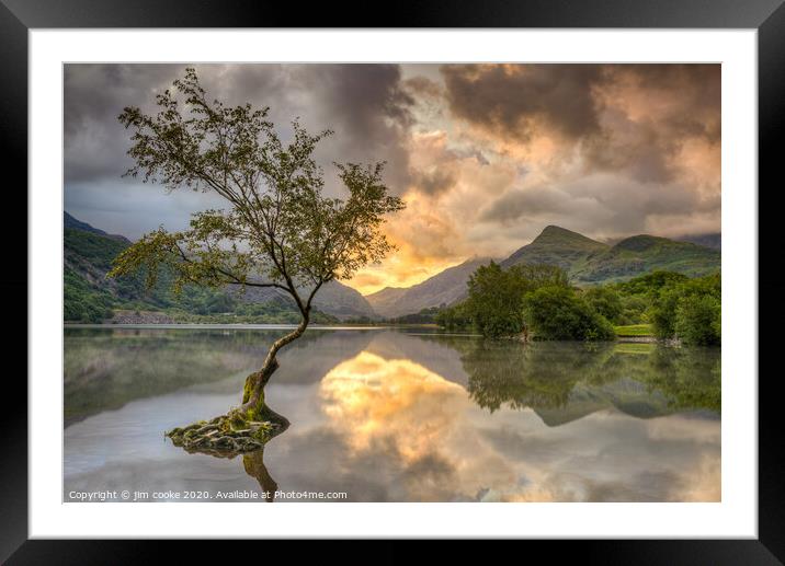 The Lone Tree Framed Mounted Print by jim cooke
