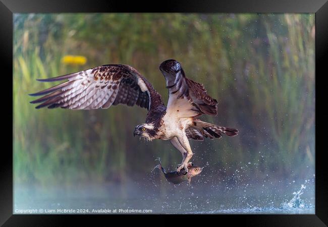 Osprey With Rainbow Trout Framed Print by Liam McBride