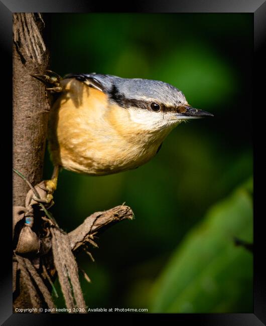 Nuthatch enjoying attention Framed Print by Paul Keeling