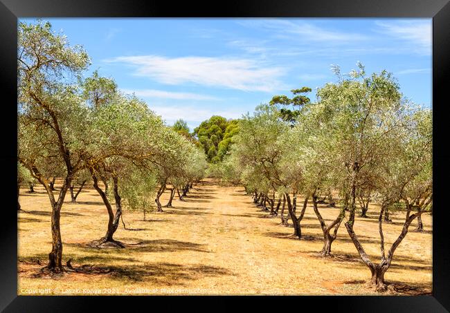 Almond orchard - Clare Valley Framed Print by Laszlo Konya
