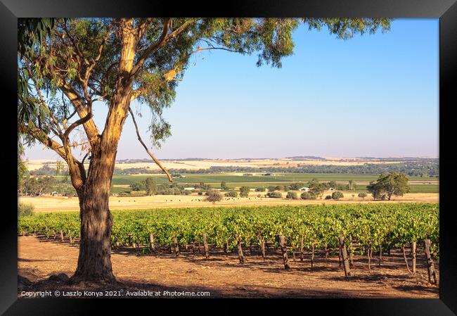 Vineyard - Barossa Valley Framed Print by Laszlo Konya