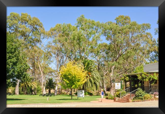 Peter Lehmann Wines - Barossa Valley Framed Print by Laszlo Konya