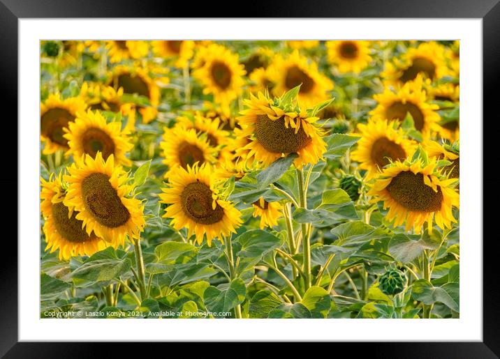 Blooming sunflowers - Bekesszentandras Framed Mounted Print by Laszlo Konya
