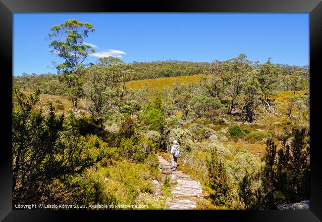 Scenic bushwalk - Cradle Mountain Framed Print by Laszlo Konya