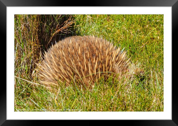 Echidna - Cradle Mountain Framed Mounted Print by Laszlo Konya