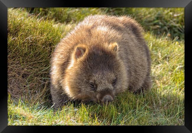 Common wombat - Cradle Mountain Framed Print by Laszlo Konya