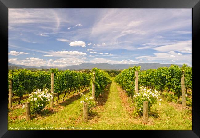 Vineyard - Yarra Glen Framed Print by Laszlo Konya