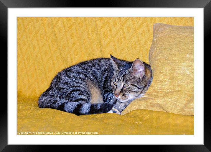 Watching cat - Uopini Framed Mounted Print by Laszlo Konya