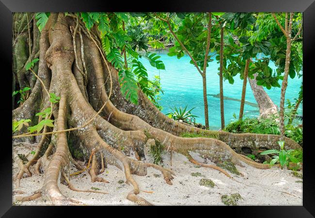 Giant Roots - Efate Island Framed Print by Laszlo Konya