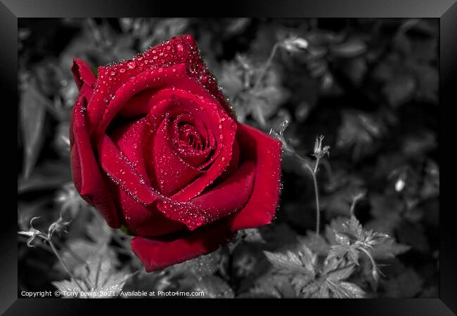 Red Rose in the rain Framed Print by Tony Lewis