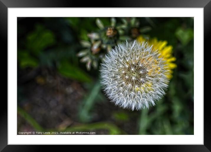 Dandelion  Framed Mounted Print by Tony Lewis