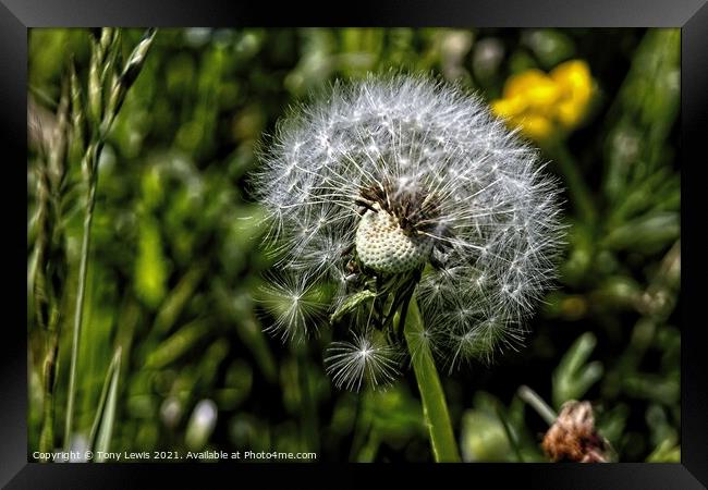 Dandelion in the wind Framed Print by Tony Lewis