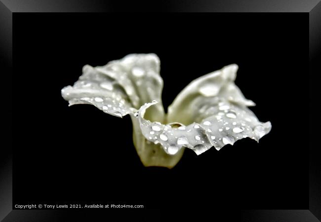 Rain drops on wild flower Framed Print by Tony Lewis
