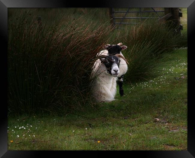 Black-faced Ewe and lamb Framed Print by Ian Turnell