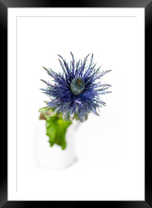 Sea Holly and white vase Framed Mounted Print by Paul Lawrenson
