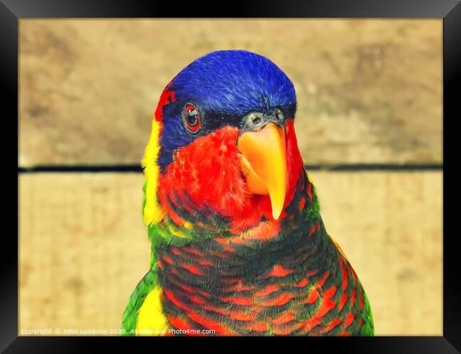 beautiful color Nuri bird Framed Print by John Lusikooy