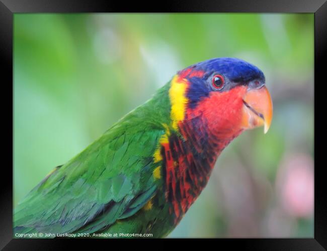 beautiful color Nuri bird Framed Print by John Lusikooy