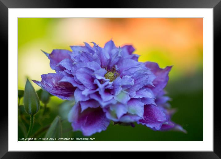 Clematis delight Framed Mounted Print by Eti Reid
