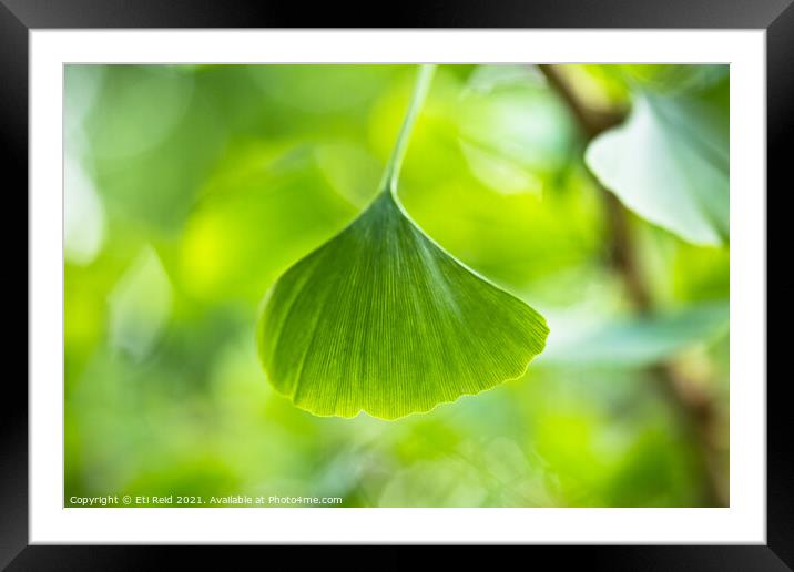Single gingko leaf Framed Mounted Print by Eti Reid