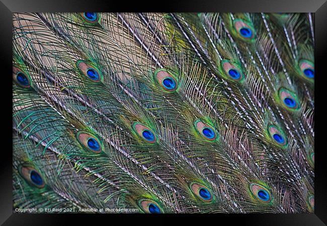 Peacock feathers display Framed Print by Eti Reid