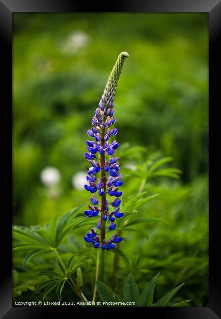 Single wild lupine flower  Framed Print by Eti Reid