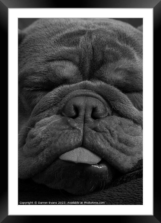 Bulldog snoozing Framed Mounted Print by Darren Evans