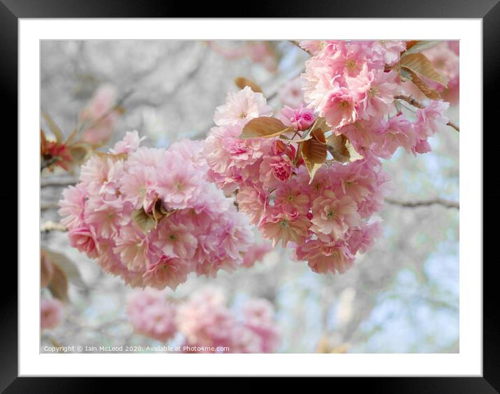 Pink cherry blossom in full bloom Framed Mounted Print by Iain McLeod