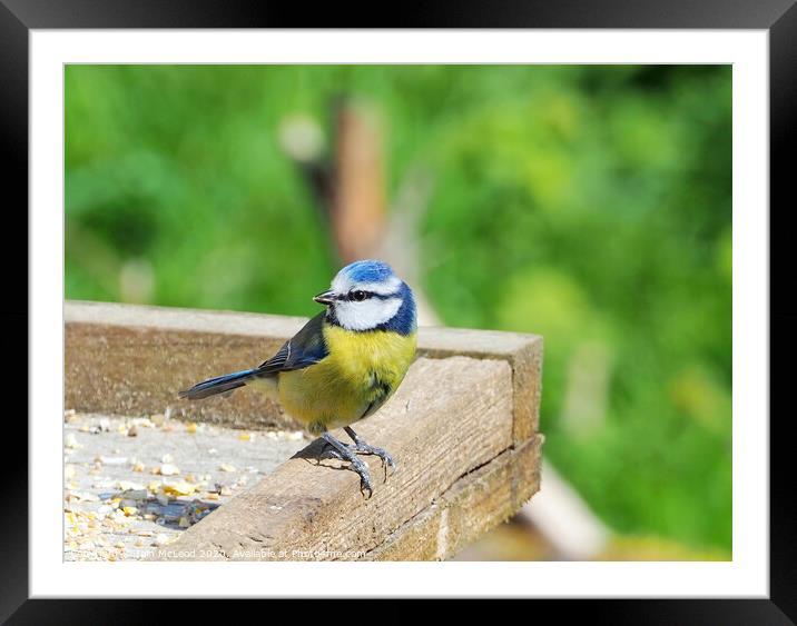 A Blue Tit on a wooden feeding table. Framed Mounted Print by Iain McLeod