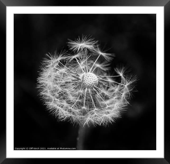 A close up of a dandelion Framed Mounted Print by Cliff Kinch