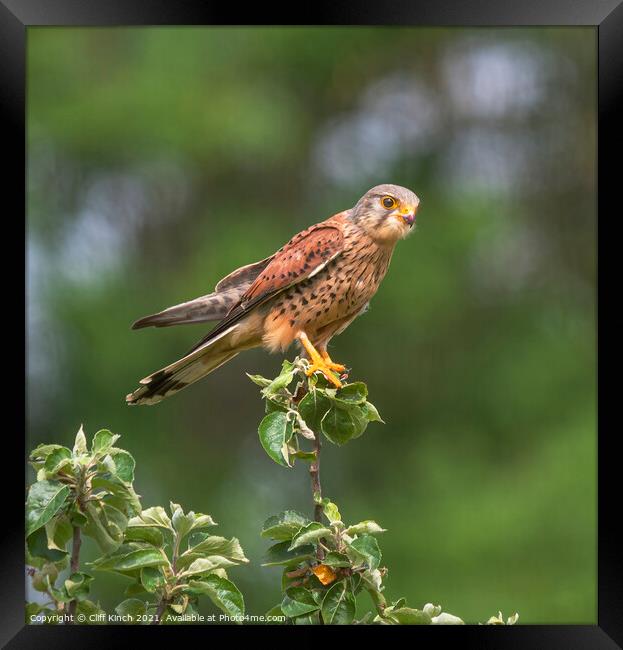 Kestrel perched on a branch Framed Print by Cliff Kinch