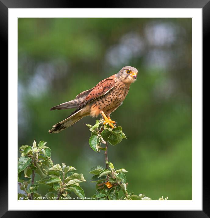 Kestrel perched on a branch Framed Mounted Print by Cliff Kinch