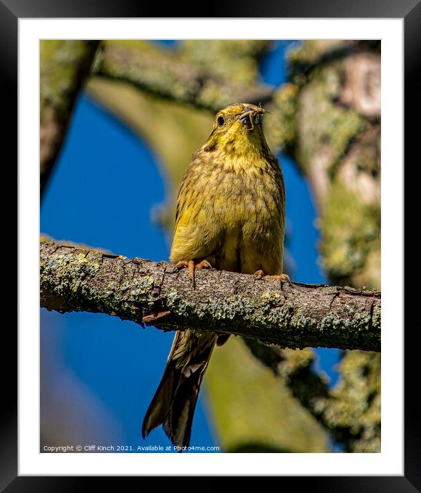 Yellowhammer Emberiza citrinella Framed Mounted Print by Cliff Kinch