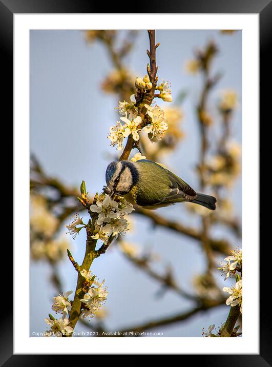 Enchanting Blue Tit on a Luscious Plum Branch Framed Mounted Print by Cliff Kinch