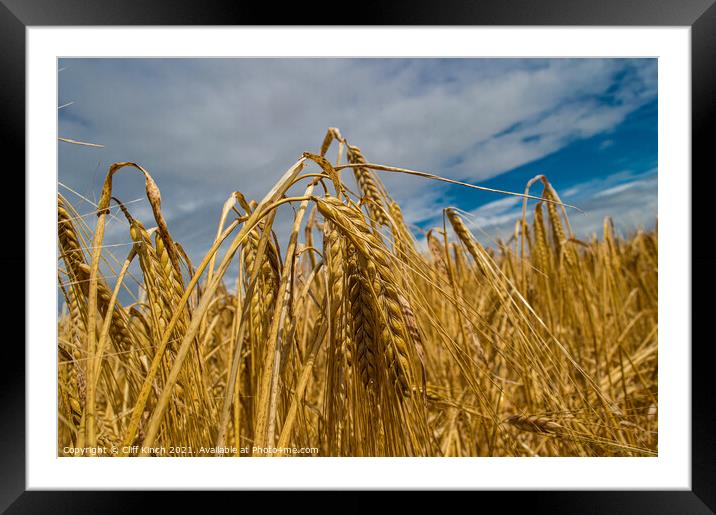 Golden barley Framed Mounted Print by Cliff Kinch