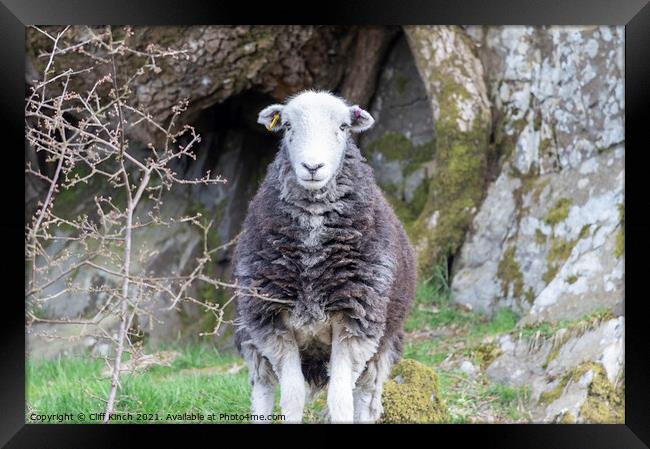 Lake District Herdwick sheep Framed Print by Cliff Kinch