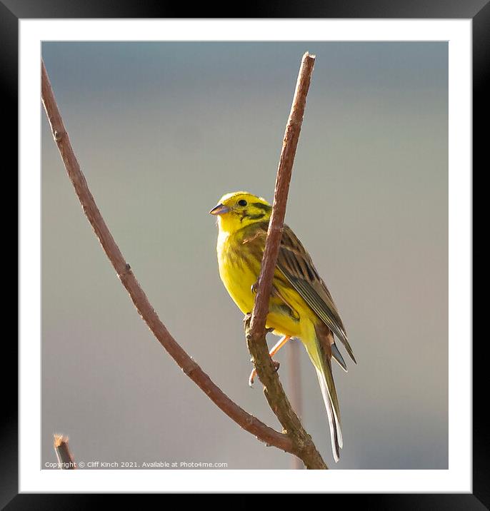 Yellowhammer Framed Mounted Print by Cliff Kinch