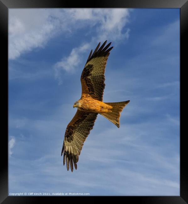 Red Kite full stretch Framed Print by Cliff Kinch