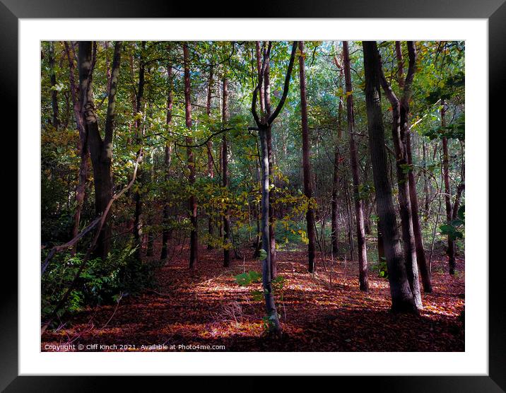 Autumnal wood Framed Mounted Print by Cliff Kinch