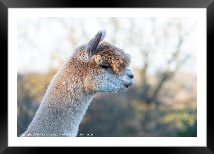 Alpaca Framed Mounted Print by Cliff Kinch