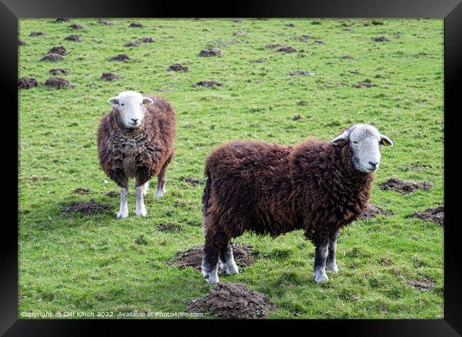 Herdwick Sheep Framed Print by Cliff Kinch