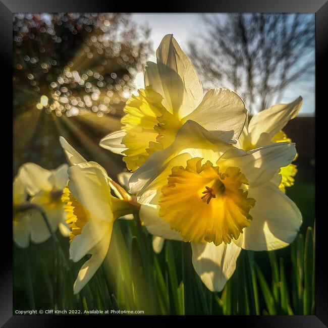 Daffodils in the sun Framed Print by Cliff Kinch